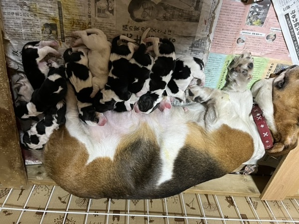 バセットハウンド 犬の販売 934