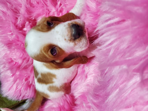 バセットハウンド 犬の販売・譲渡 936 待望のバセットハウンド産まれました