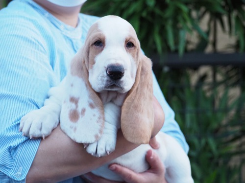 バセットハウンド 犬の販売・譲渡 937 ファミリーとしてお迎えいただきたいです。