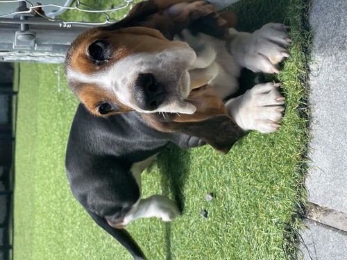 バセットハウンド 犬の販売・譲渡 938 マイペースなバセット達です