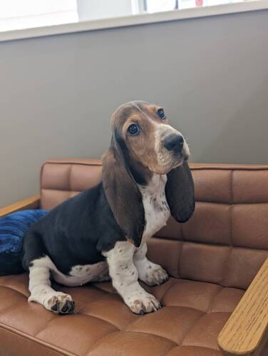 バセットハウンド 犬の販売・譲渡 940 お値下げいたしました!