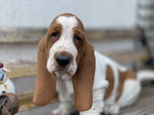 バセットハウンド 犬の販売・譲渡 942 イケメンな男の子