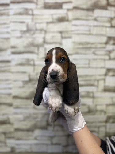 バセットハウンド 犬の販売・譲渡 943 ブラックタン&ホワイト 女の子