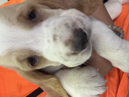 バセットハウンド 犬の販売・譲渡 944 レモン&ホワイトの男の子