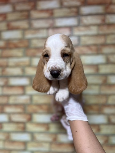 バセットハウンド 犬の販売・譲渡 945 レモン&ホワイト5209