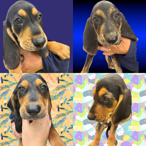 バセットハウンド 犬の販売・譲渡 946 バセットハーフ