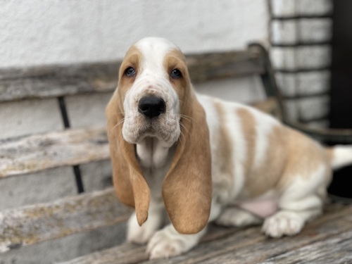 バセットハウンド 犬の販売・譲渡 948 立派なバセットの赤ちゃん産まれました