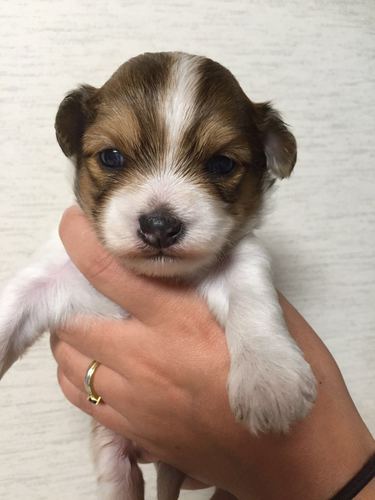 とってもかわいいパピヨンの男の子 犬の販売 4459