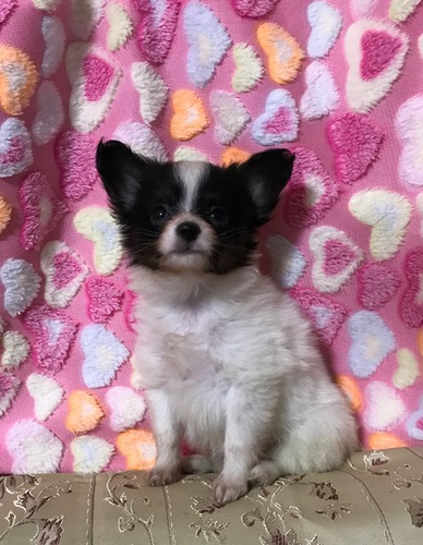 可愛い男の子♪ 犬の販売 4492
