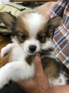 きれいなパピヨン 犬の販売 4496