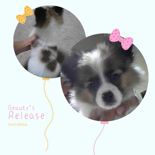 クリスマスセール!特選!!めっちゃ可愛い女の子!! 犬の販売 4515