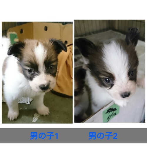 やんちゃな僕ちゃんたちと家族になってね! 犬の販売 4537