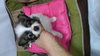 ps  q T no.4@_񂠂肪... 4563