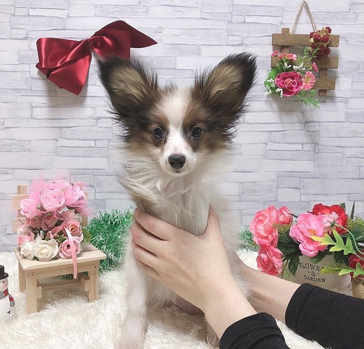 パピヨン【男の子】 犬の販売 4586