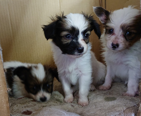 個性的な模様の女の子たち 犬の販売 4587