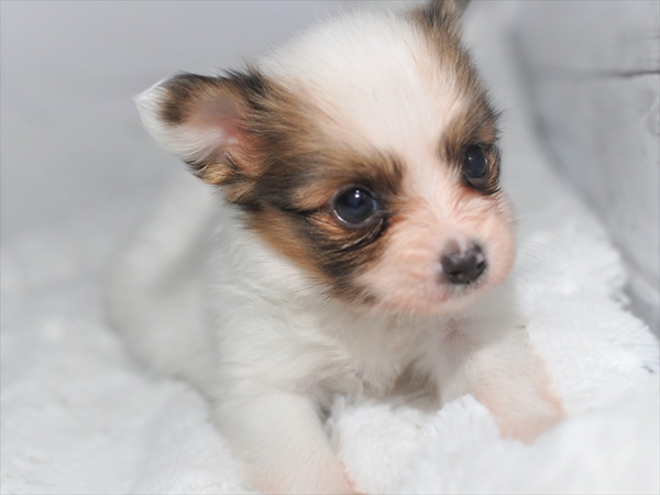 【募集終了】小ぶり白茶のオス・メス 犬の販売 4621
