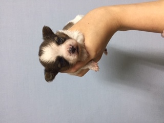 ありがとうございました小ぶりでかわいいパピヨン子達 犬の販売 4636