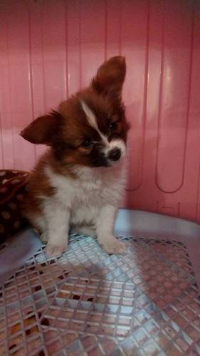 飼い主様決まりました 犬の販売 4639
