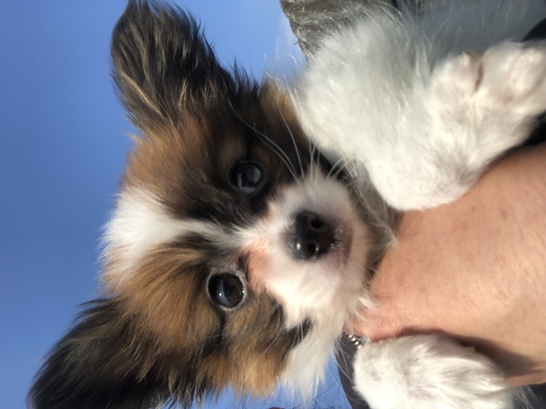 ★パピヨン★男の子 犬の販売 4659
