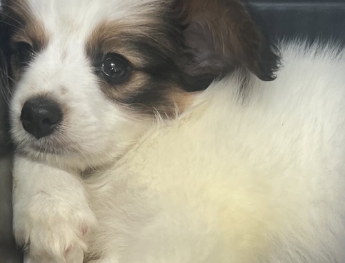 パピヨン 犬の販売・譲渡 4689 めちゃくちゃ可愛いお顔の男の子