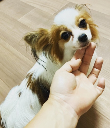 パピヨン 犬の販売・譲渡 4694 ありがとうございました