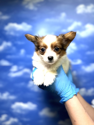 パピヨン 犬の販売・譲渡 4700 激カワパピヨン