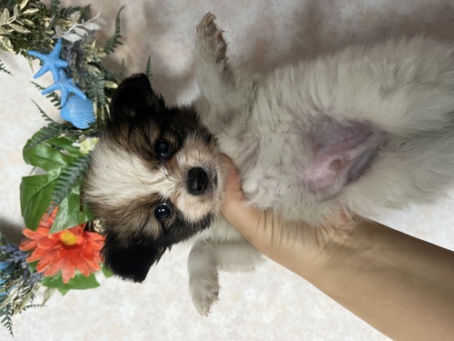 パピヨン 犬の販売・譲渡 4701 パピヨン男の子