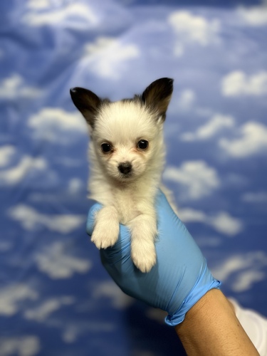 パピヨン 犬の販売・譲渡 4702 超激かわパピヨン女の子
