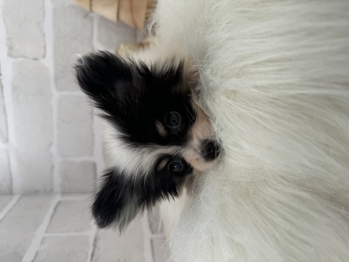 パピヨン 犬の販売・譲渡 4709 小柄な女の子。全て込み。