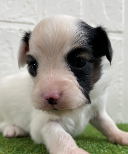 パピヨン 犬の販売・譲渡 4717 パピヨン男の子