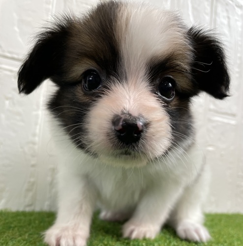 パピヨン 犬の販売・譲渡 4719 パピヨン女の子