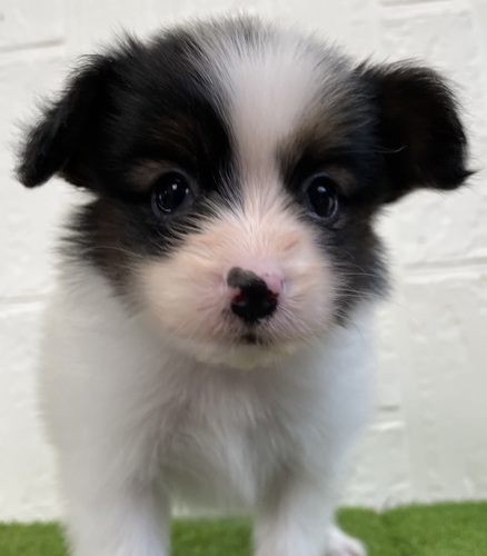 パピヨン 犬の販売・譲渡 4720 パピヨン女の子