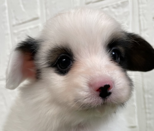 パピヨン 犬の販売・譲渡 4721 パピヨン男の子