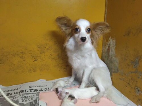 パピヨン 犬の販売・譲渡 4722 オンリーワン犬 左右非対象のパピヨン かわユニーク