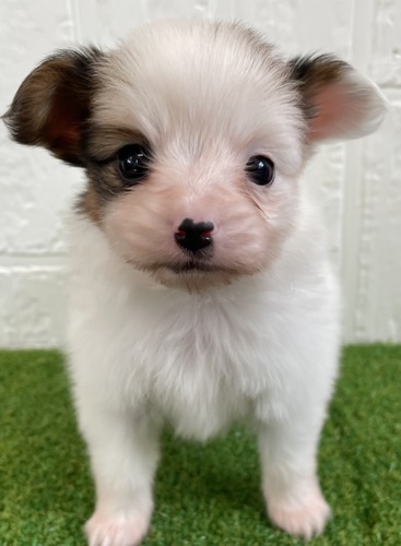パピヨン 犬の販売・譲渡 4726 パピヨン女の子
