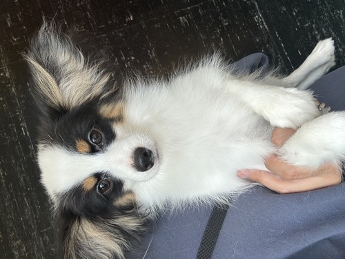 パピヨン 犬の販売・譲渡 4733 とっても人懐っこいイケメンくん