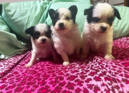 パピヨン 犬の販売・譲渡 4735 仲良し4兄妹パピヨン