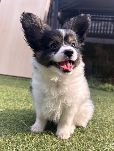 パピヨン 犬の販売・譲渡 4737 パピヨンの男の子