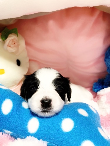 ps  ̔̔En 4738 pse