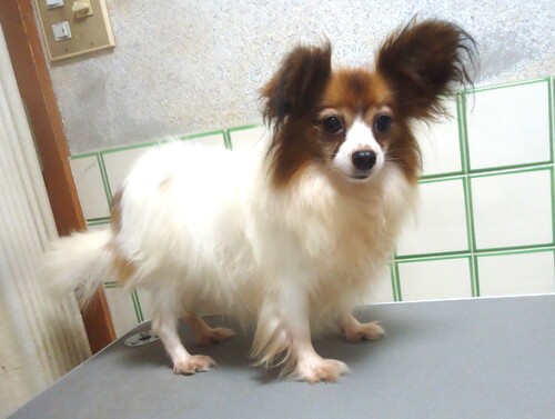 パピヨン  犬の販売・譲渡 4739 可愛い女の子