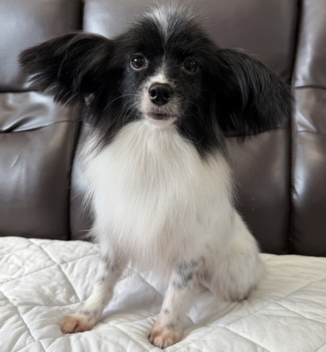 �p�s����  ���̔̔��E���n 4741 �p�s���� �z���C�g���u���b�N�̏��̎q