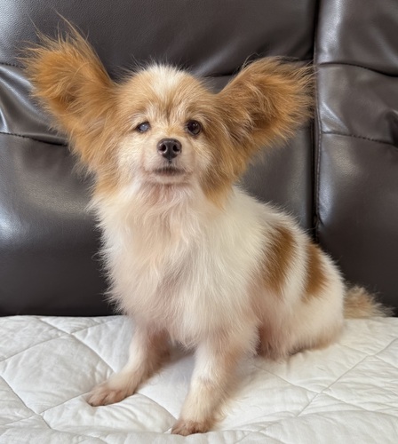 パピヨン 犬の販売・譲渡 4742 パピヨン ホワイト&レッドの男の子