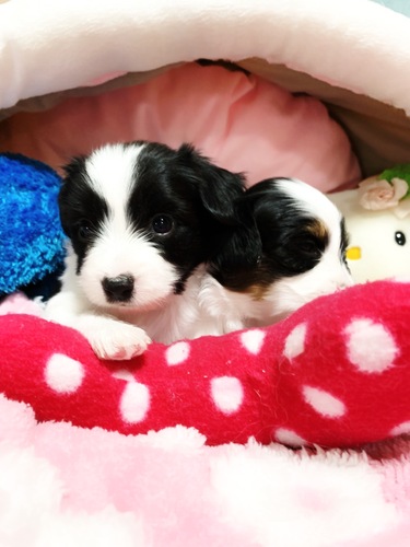 パピヨン 犬の販売・譲渡 4744 女の子 仔犬