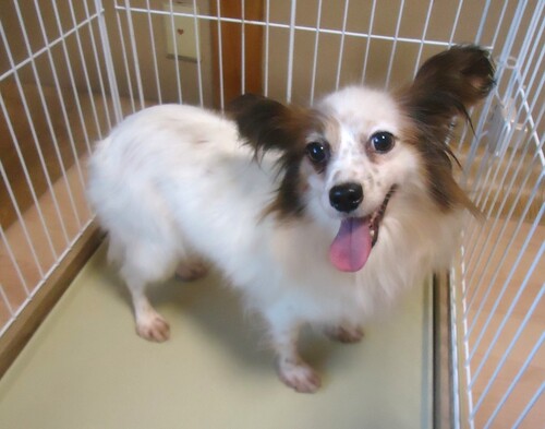 �p�s����  ���̔̔��E���n 4745 �����@���̎q