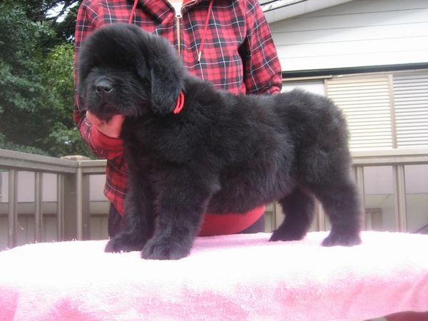 ニューファン男の子、女の子 犬の販売 644