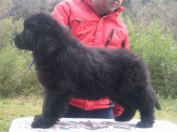 CH直子、元気な男の子 犬の販売 651