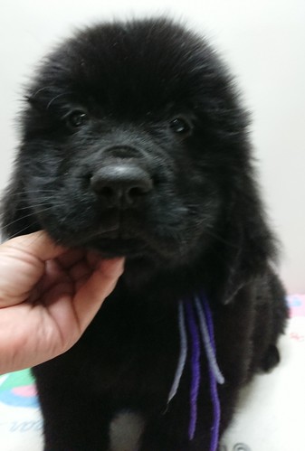 ニューファンドランド生まれています。 犬の販売 665