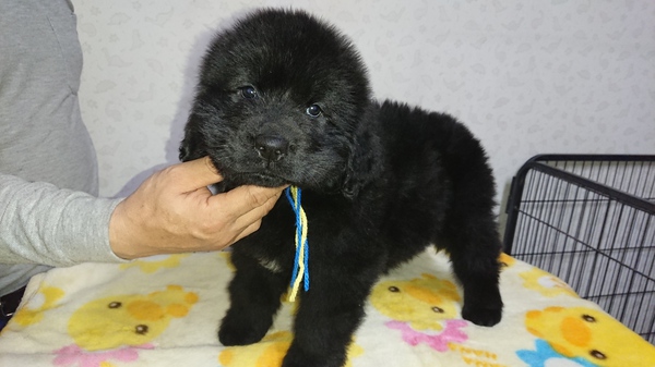 男の子1頭になりました。 犬の販売 673