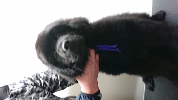 両親JKCチャンピオンの男の子! 犬の販売 676