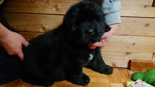 ニューファンドランド 犬の販売 691
